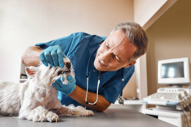 Best Same-Day Emergency Dental Services in East Village, CT